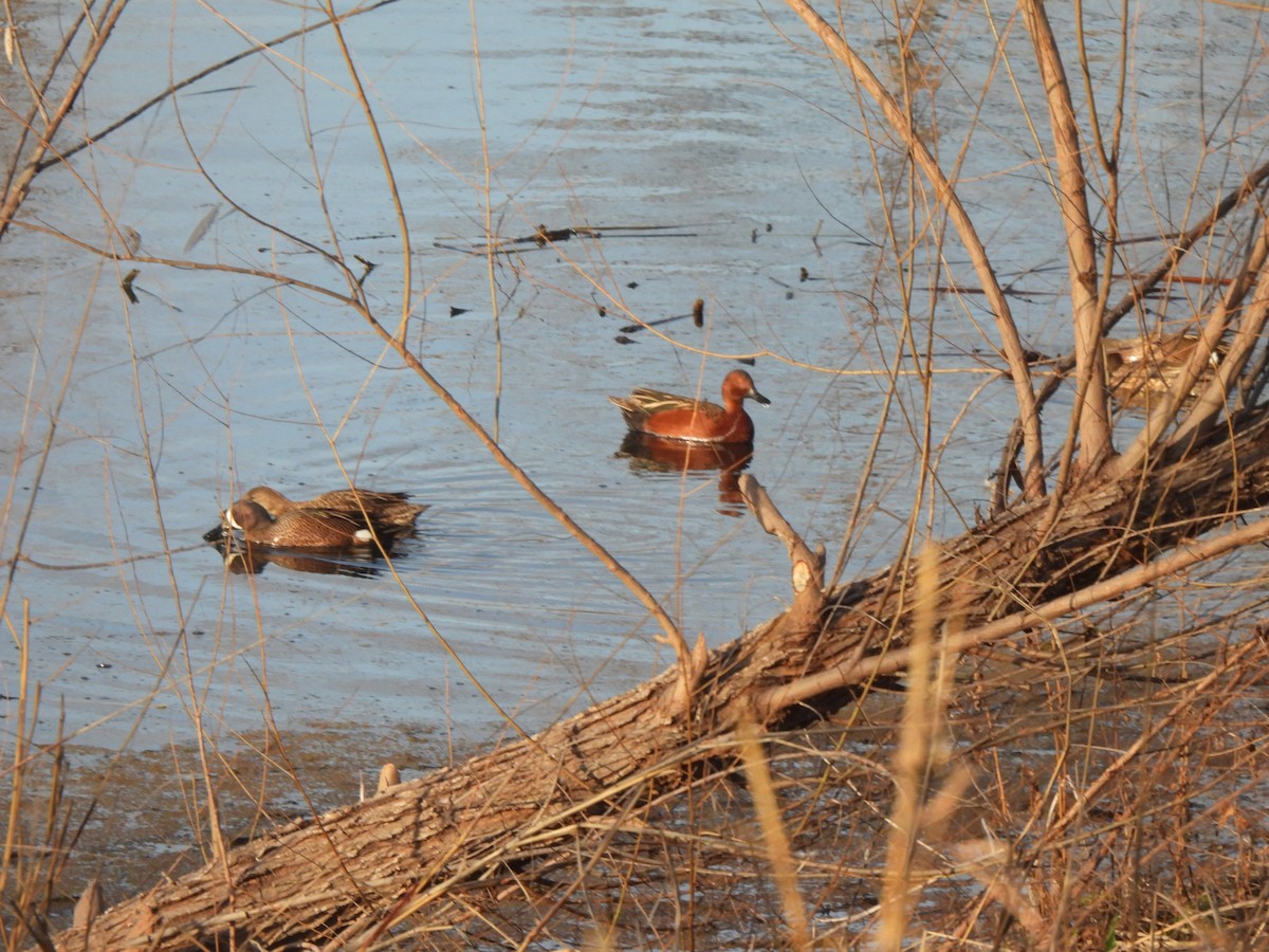čírka skořicová - ML632026359