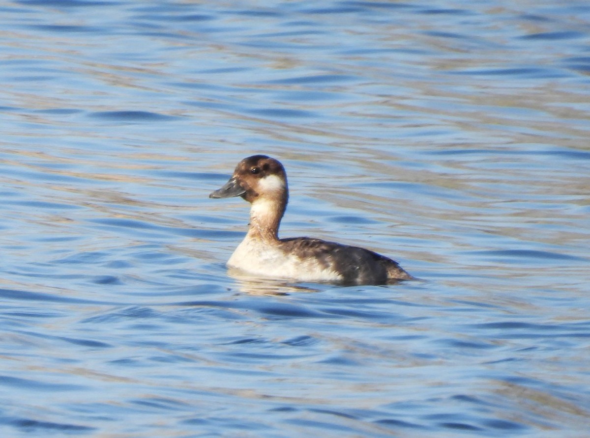 kachnovití sp. - ML632026387