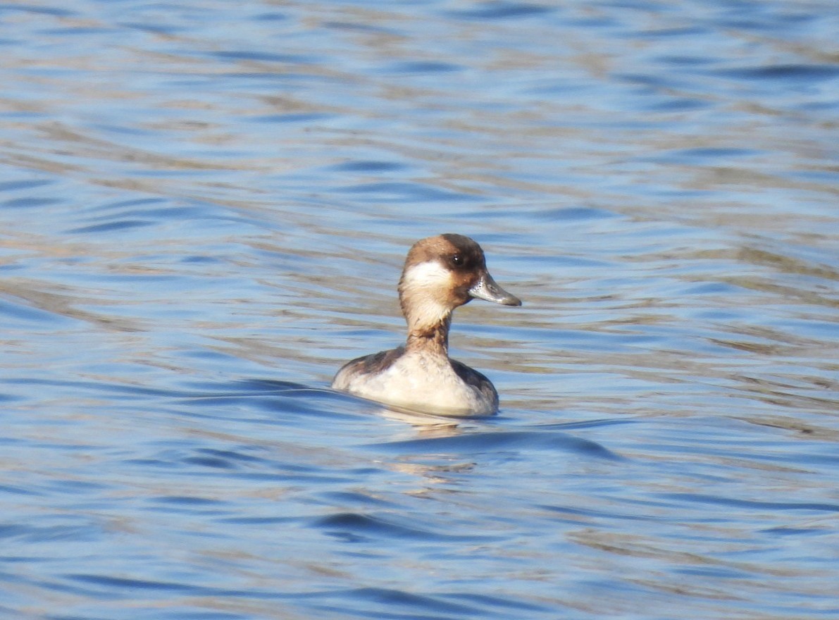 kachnovití sp. - ML632026388