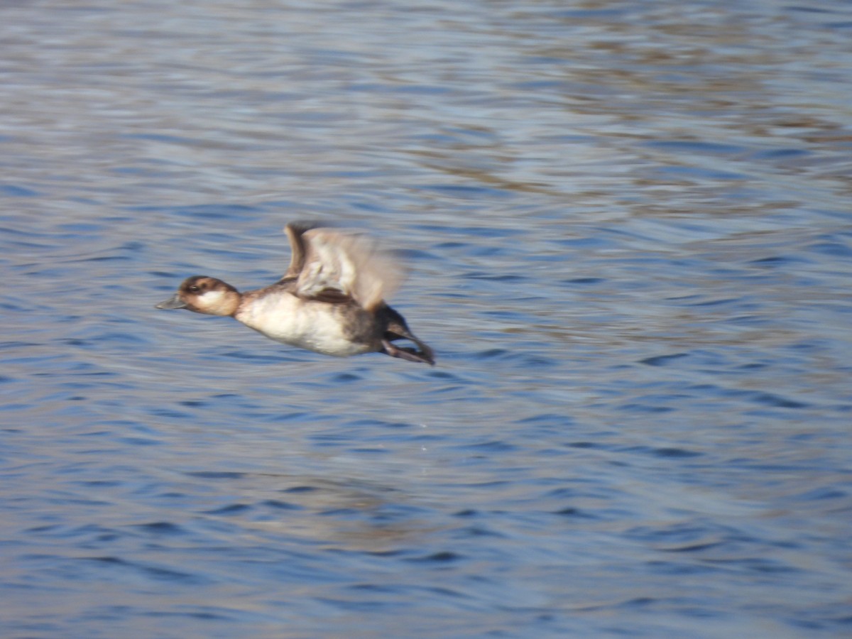 kachnovití sp. - ML632026389