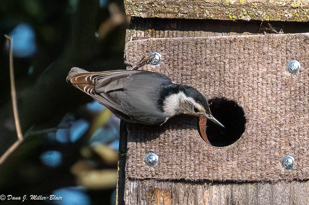 White-breasted Nuthatch - ML632026414