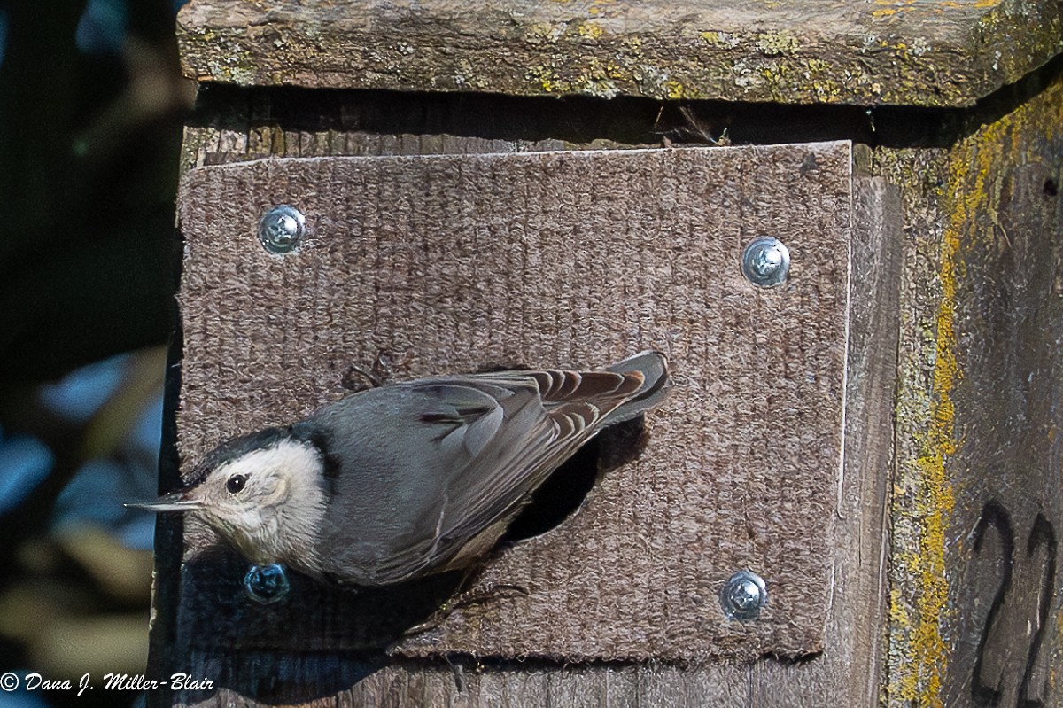 White-breasted Nuthatch - ML632026418