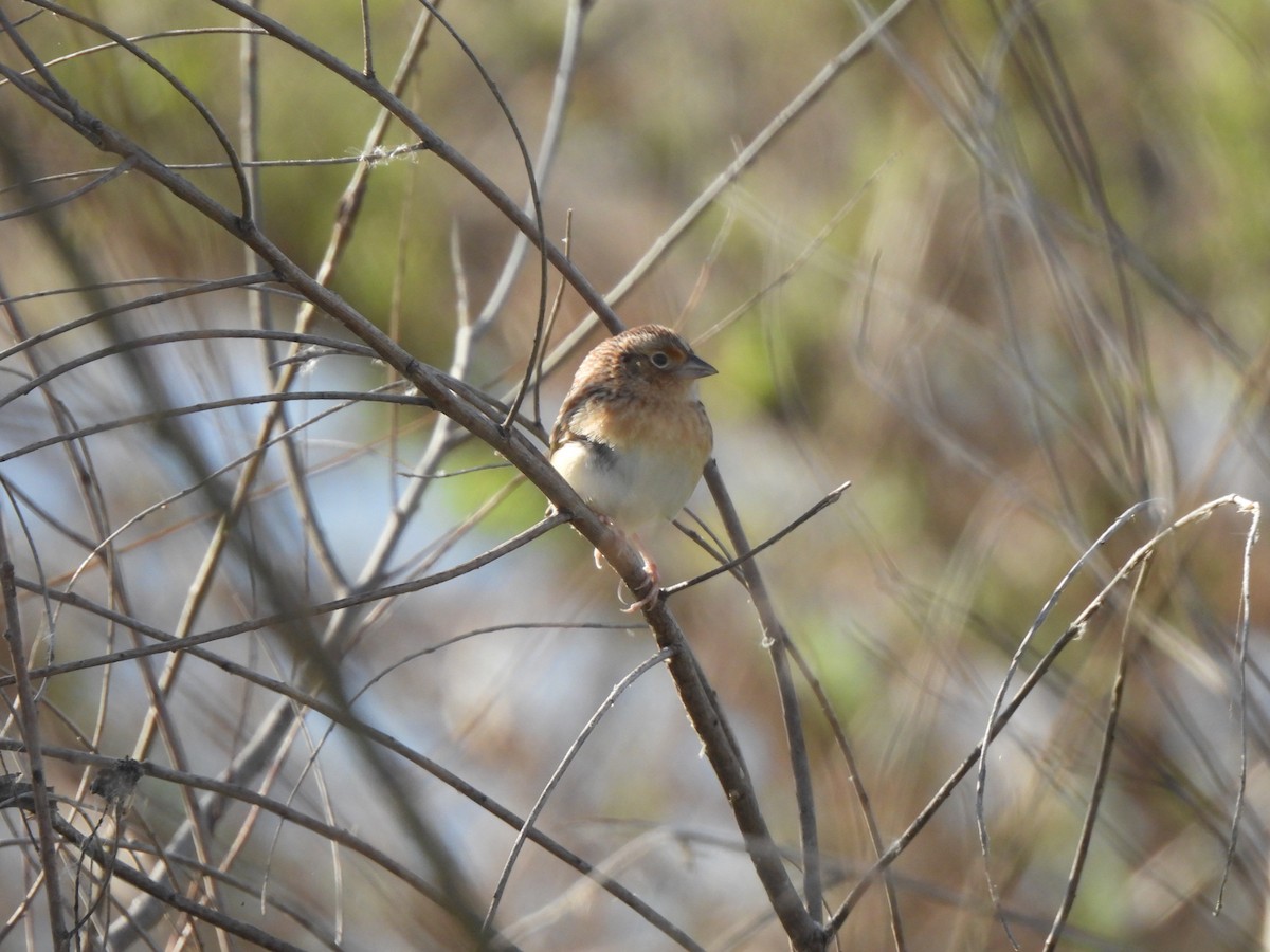 Grasshopper Sparrow - ML632026443