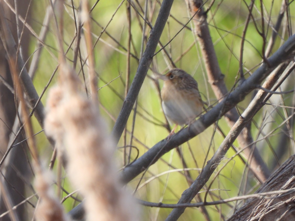 Grasshopper Sparrow - ML632026444