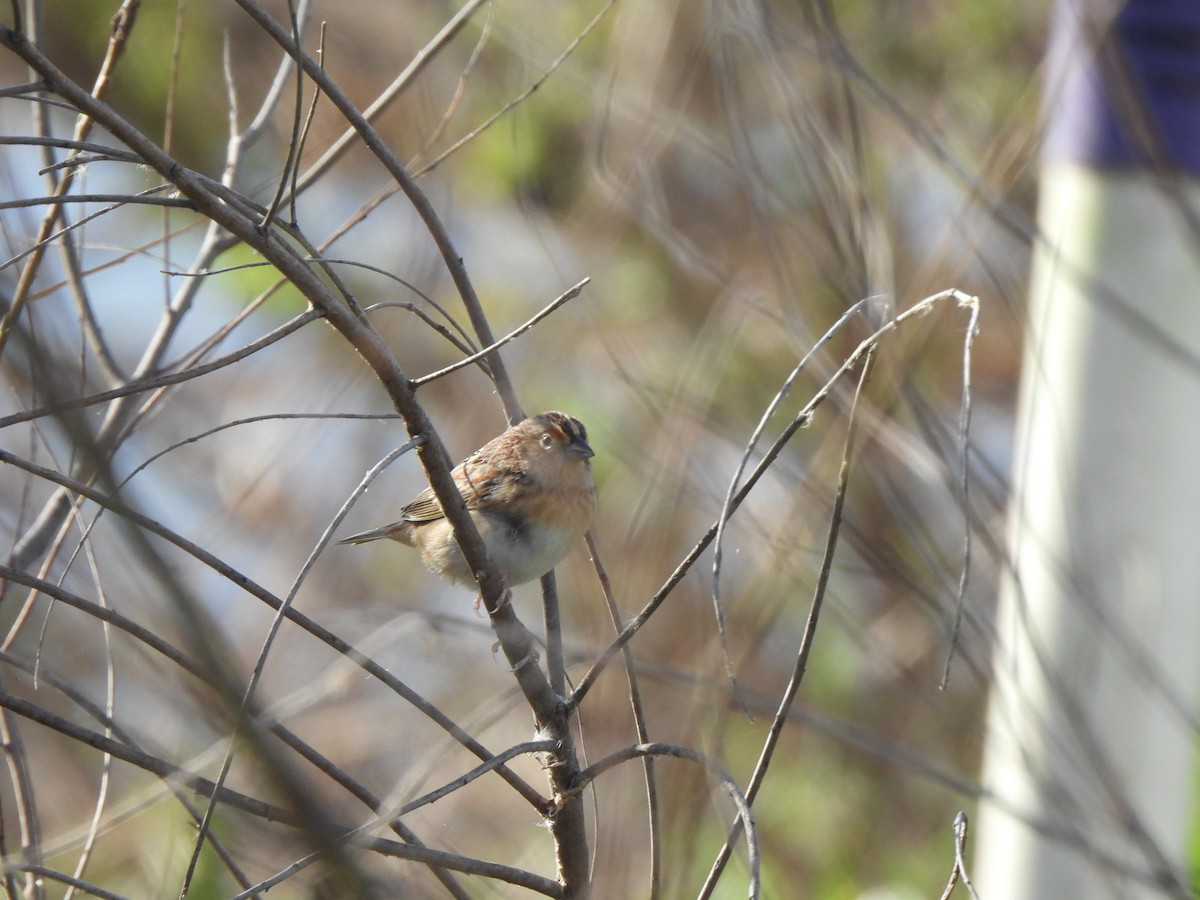 Grasshopper Sparrow - ML632026445