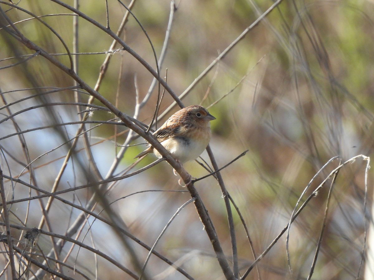 Grasshopper Sparrow - ML632026446
