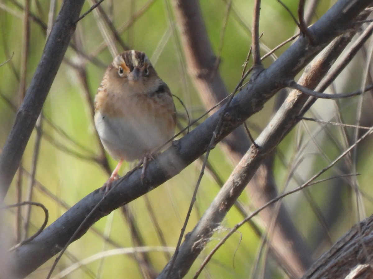 Grasshopper Sparrow - ML632026447