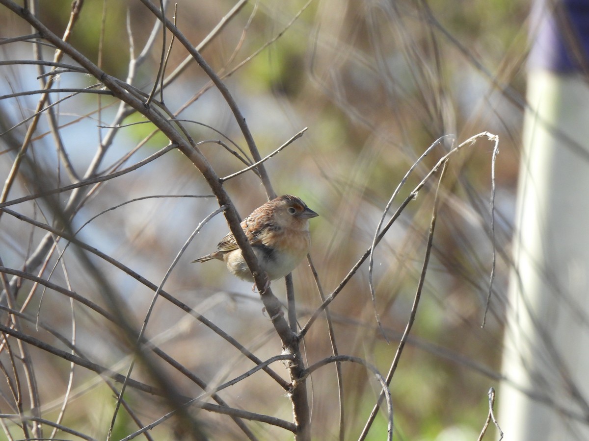 Grasshopper Sparrow - ML632026448