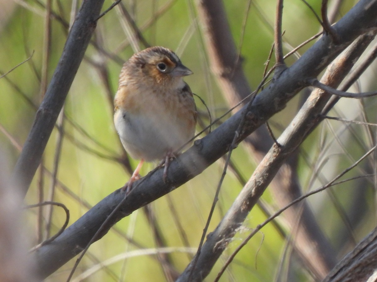 Grasshopper Sparrow - ML632026449
