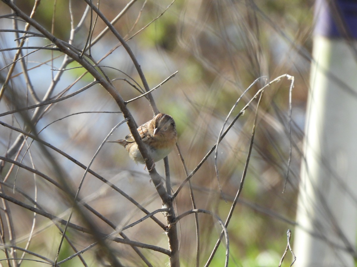 Grasshopper Sparrow - ML632026450