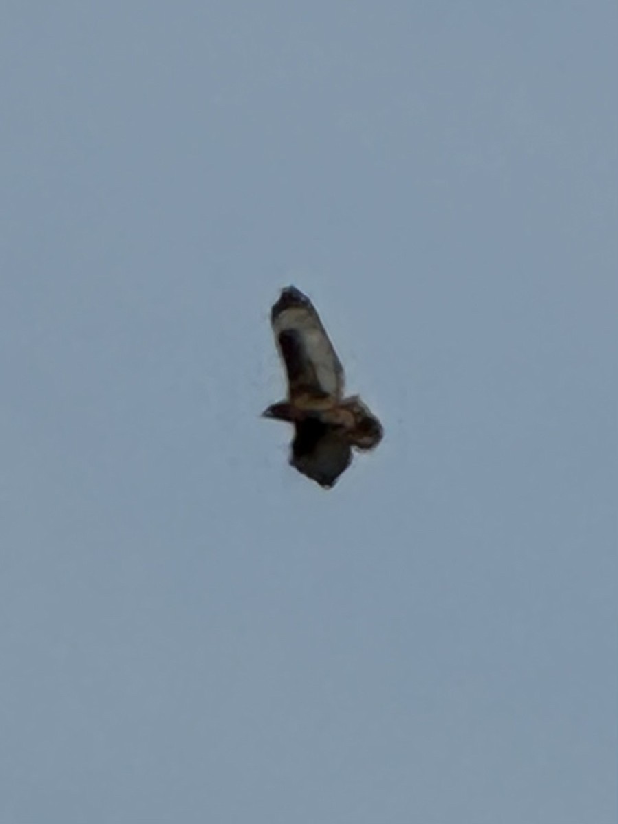 Red-tailed Hawk (calurus/abieticola) - ML632026490