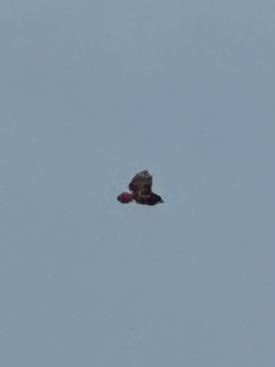 Red-tailed Hawk (calurus/abieticola) - ML632026491