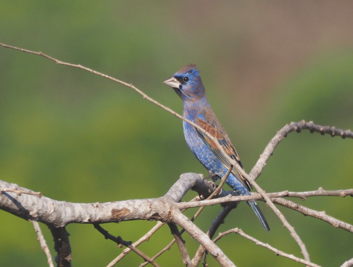 Blue Grosbeak - ML632026588