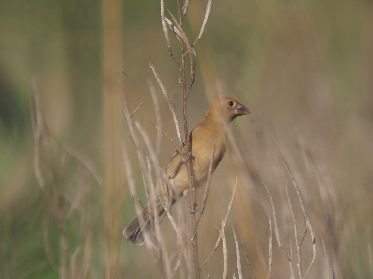 Blue Grosbeak - ML632026595