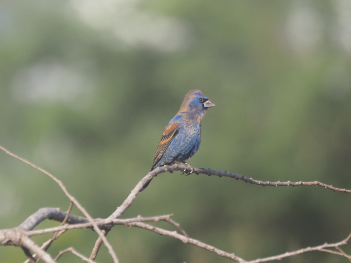 Blue Grosbeak - ML632026596