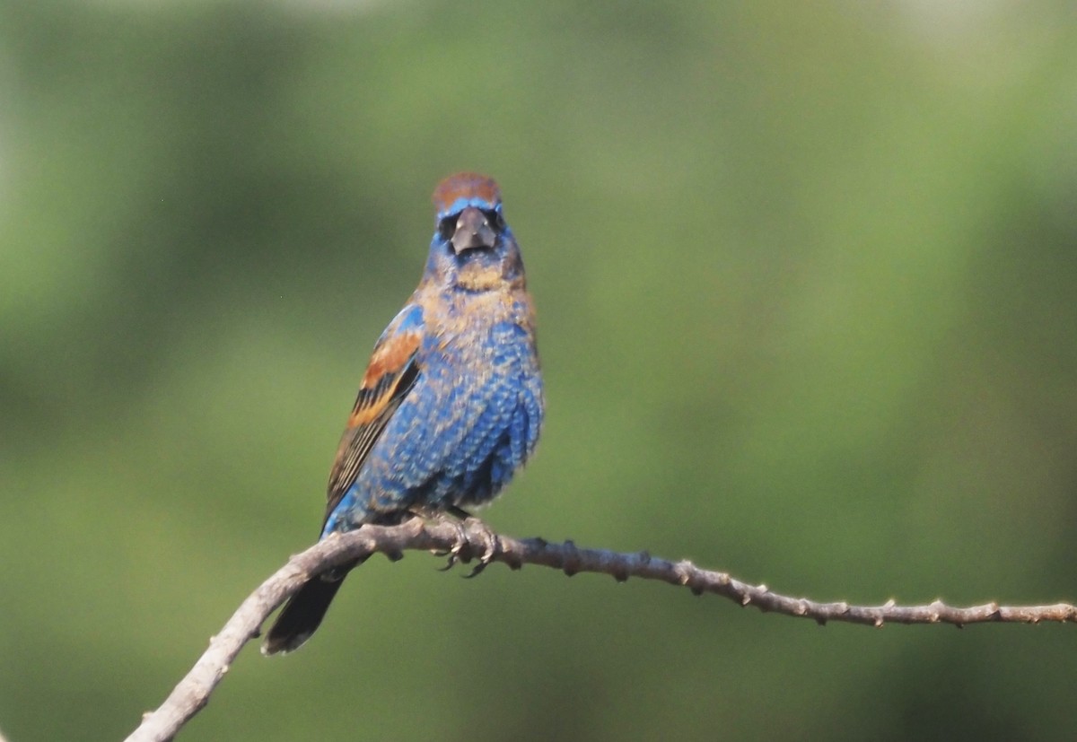 Blue Grosbeak - ML632026735