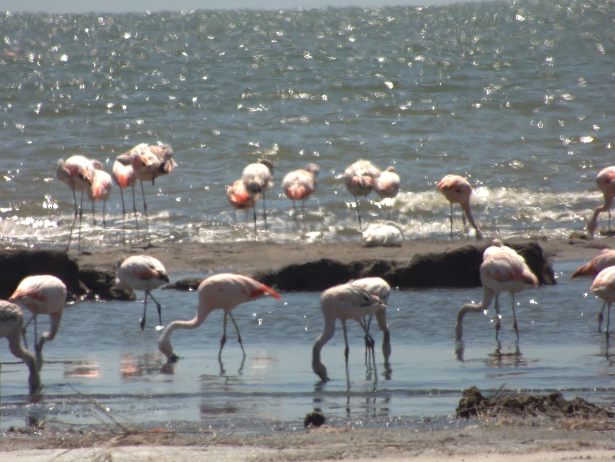 Chilean Flamingo - ML632026784