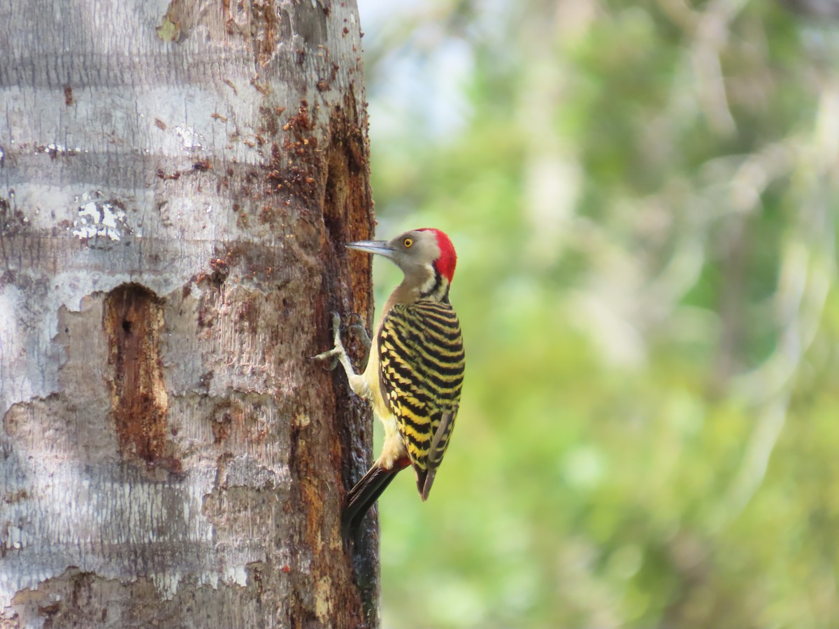 Hispaniolan Woodpecker - ML632026854