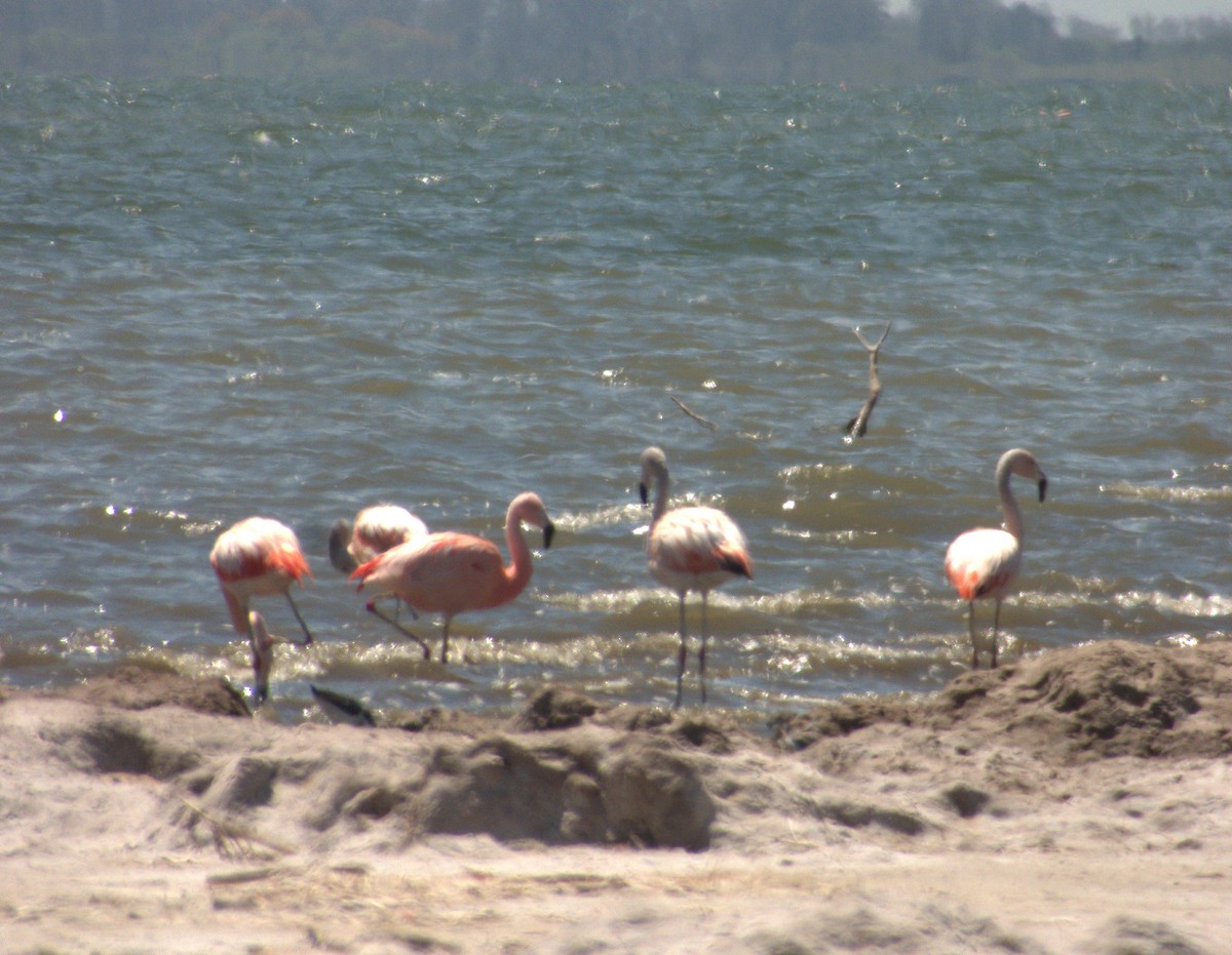 Chilean Flamingo - ML632026869
