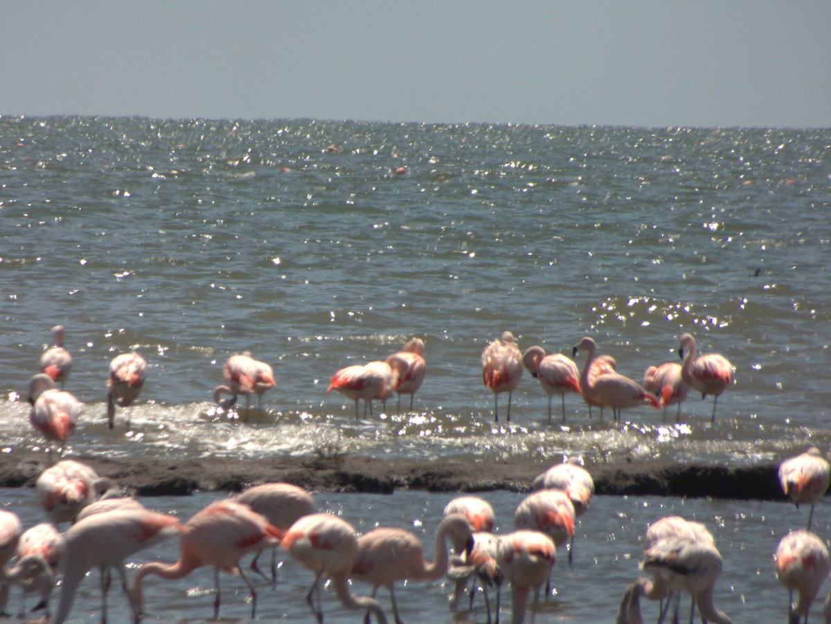 Chilean Flamingo - ML632026922