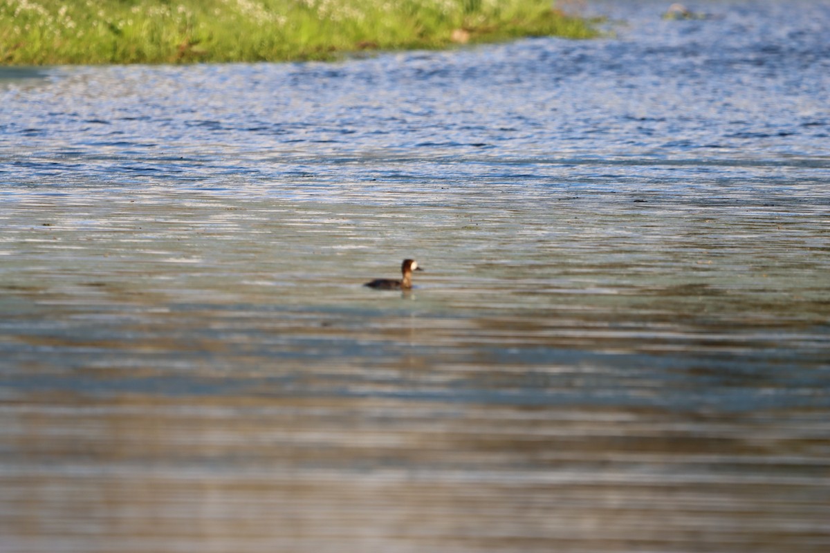 Ring-necked Duck - ML632026924
