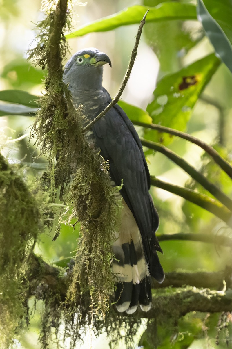 Hook-billed Kite - ML632026982