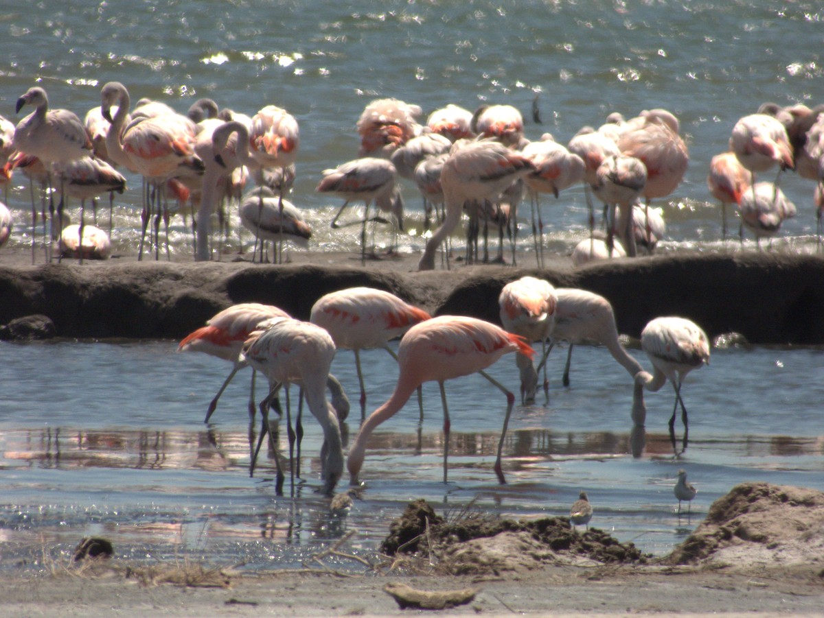 Chilean Flamingo - ML632026985