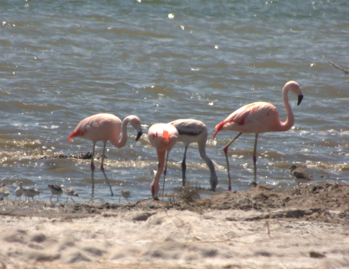Chilean Flamingo - ML632027052
