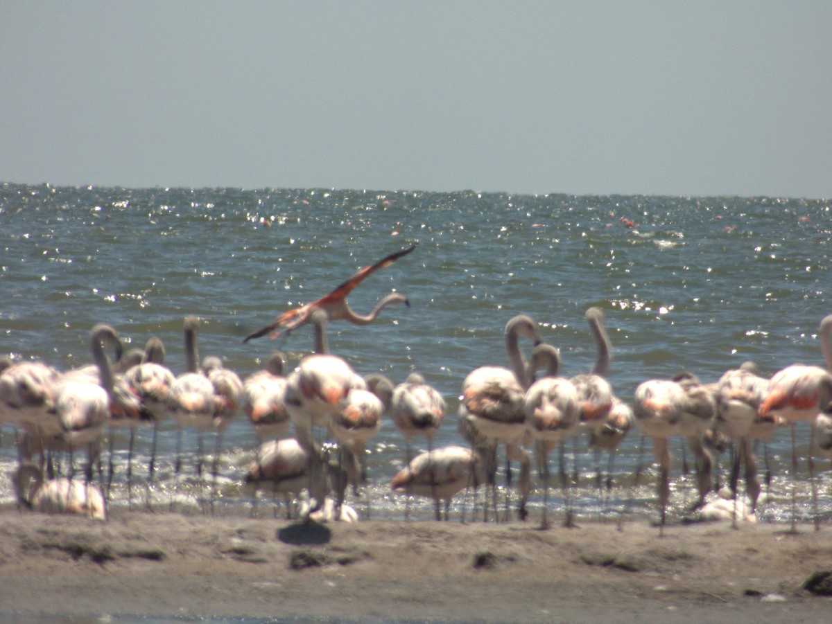 Chilean Flamingo - ML632027104