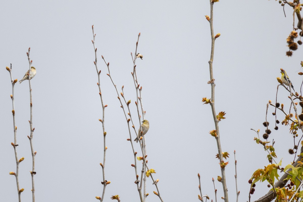 American Goldfinch - ML632027121