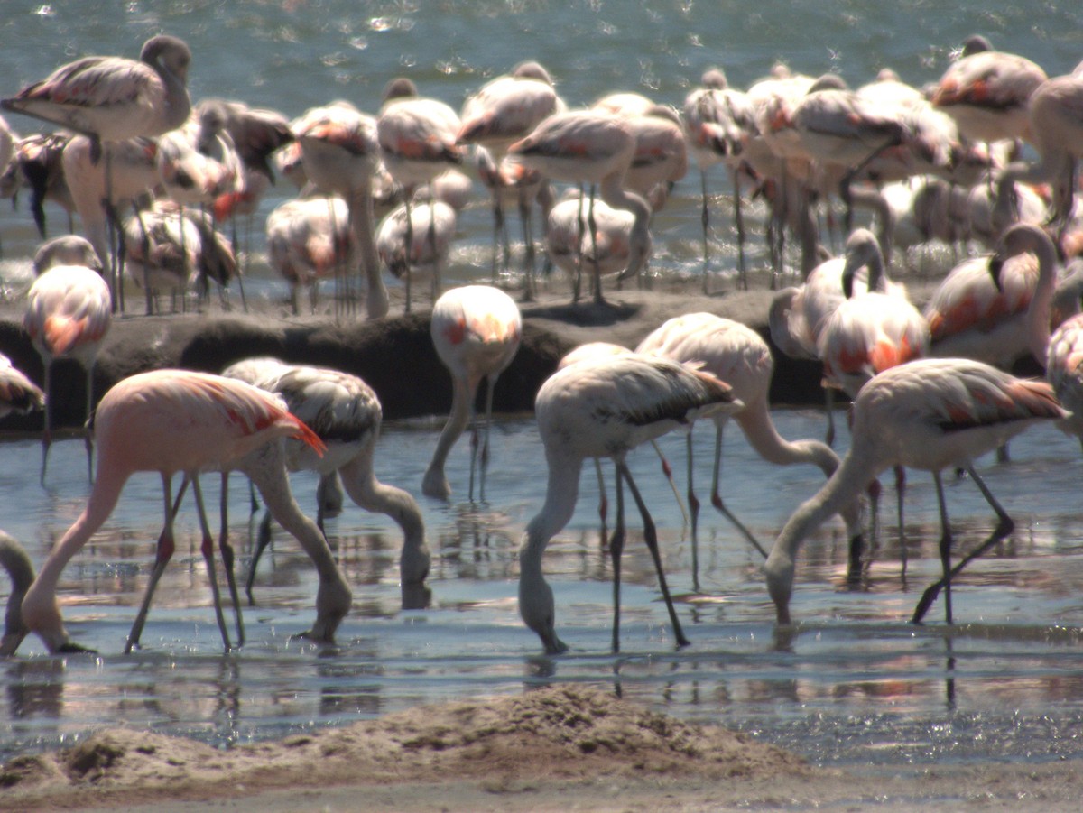 Chilean Flamingo - ML632027202