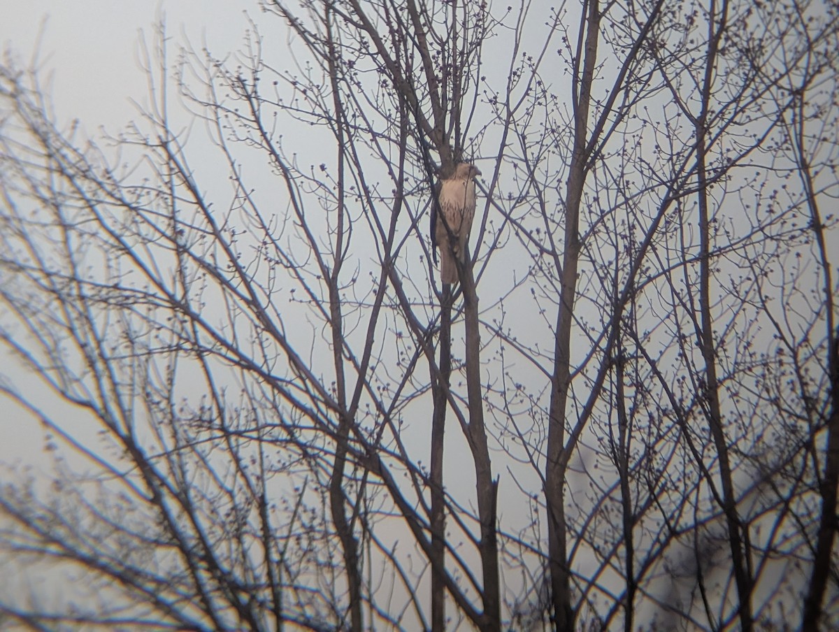 Red-tailed Hawk (borealis) - ML632027488