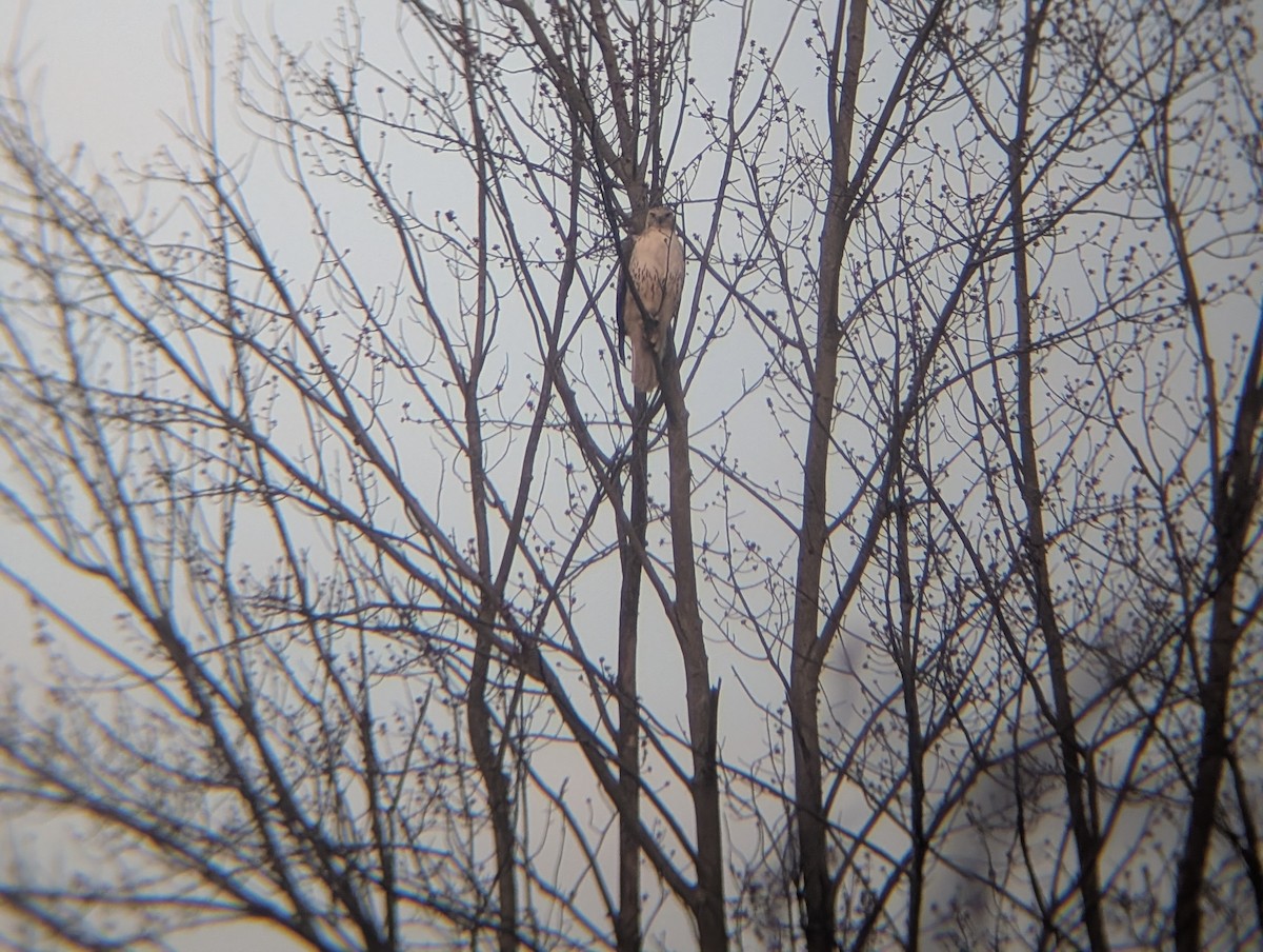 Red-tailed Hawk (borealis) - ML632027491