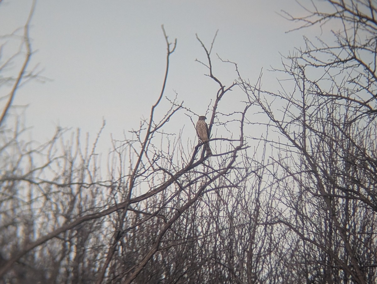 Cooper's Hawk - ML632027505