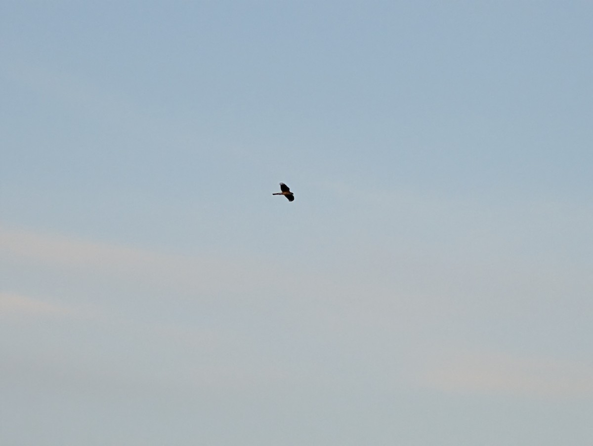 Cooper's Hawk - ML632027540