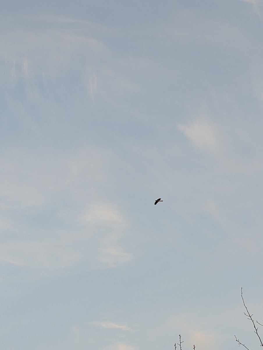 Cooper's Hawk - ML632027541