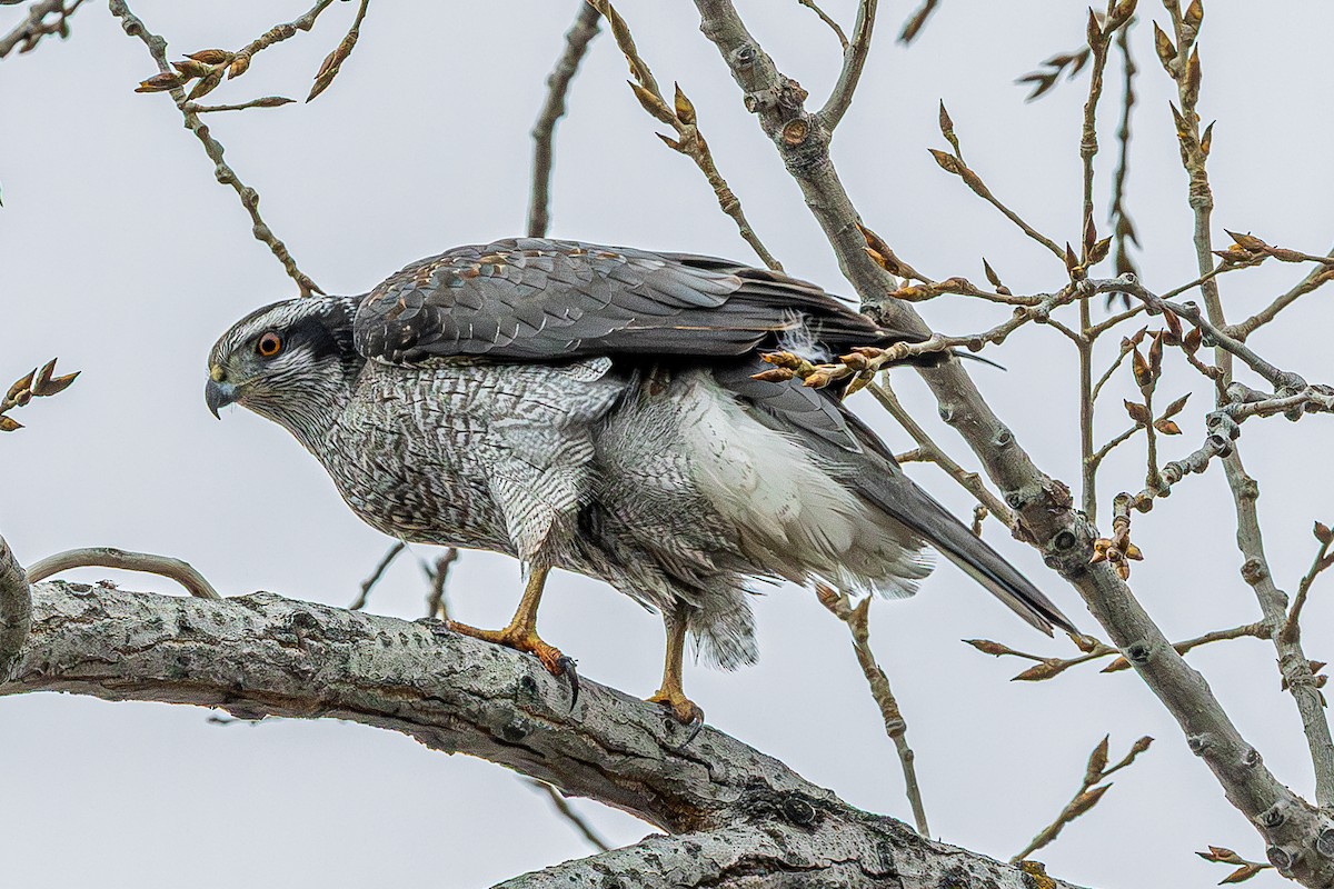 American Goshawk - ML632027610