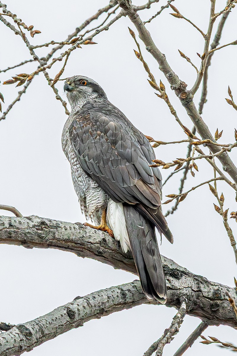 American Goshawk - ML632027611