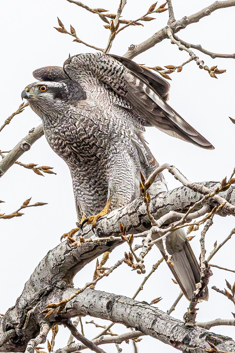 American Goshawk - ML632027612