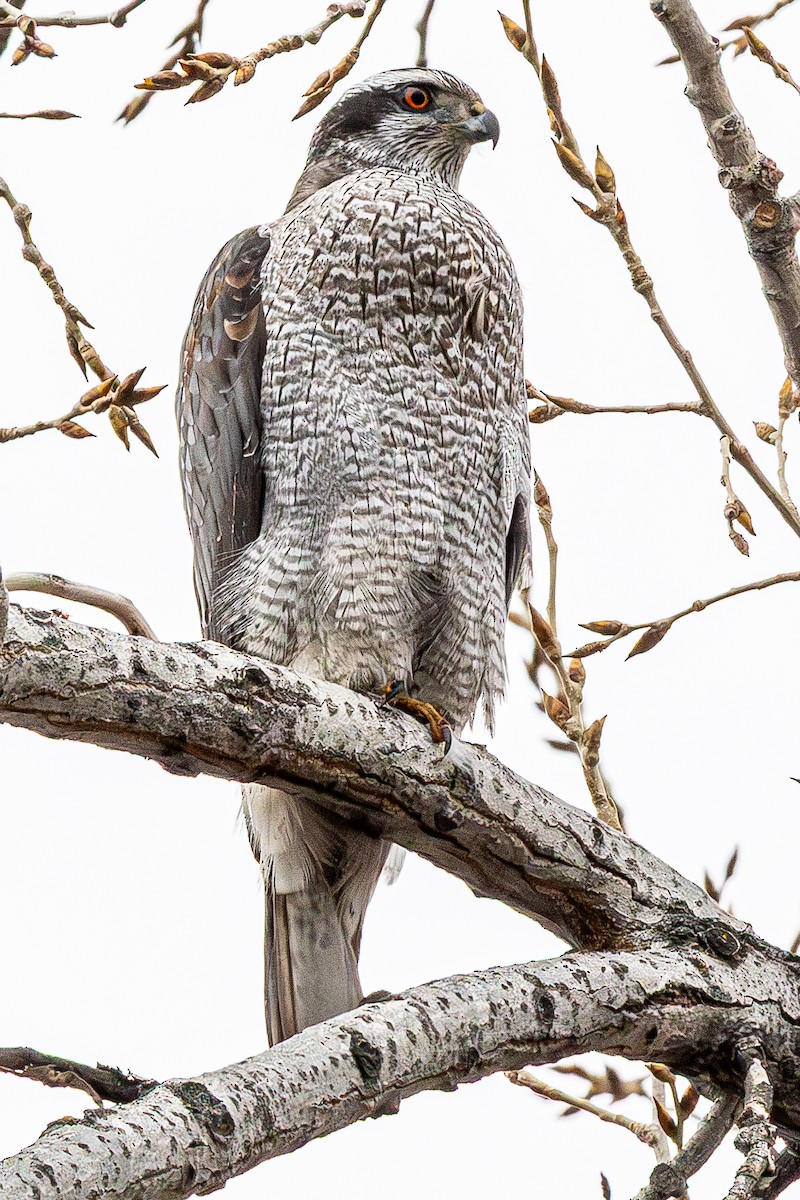 American Goshawk - ML632027614