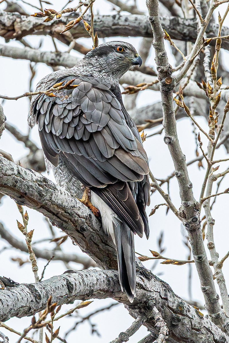 American Goshawk - ML632027615