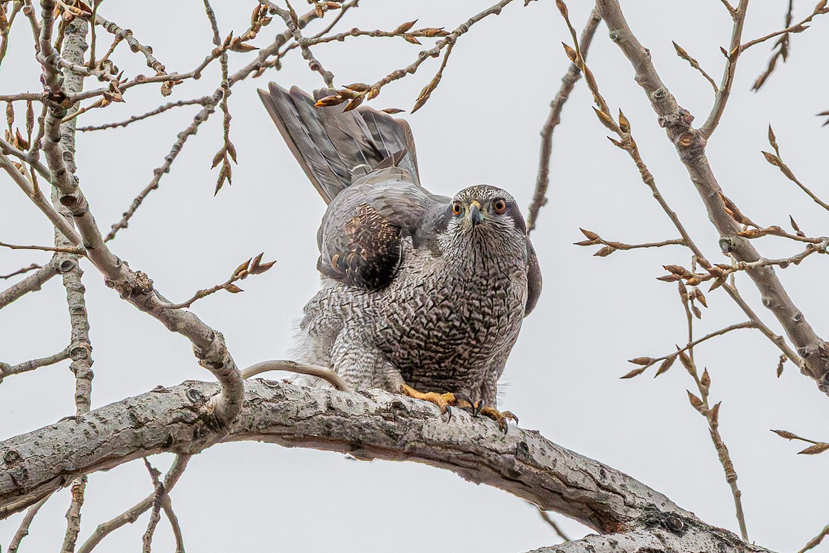 American Goshawk - ML632027616