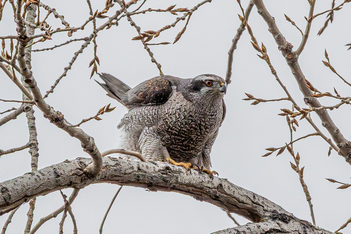 American Goshawk - ML632027617