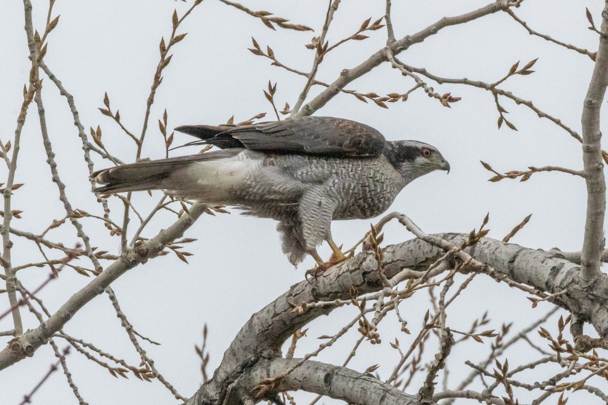 American Goshawk - ML632027618