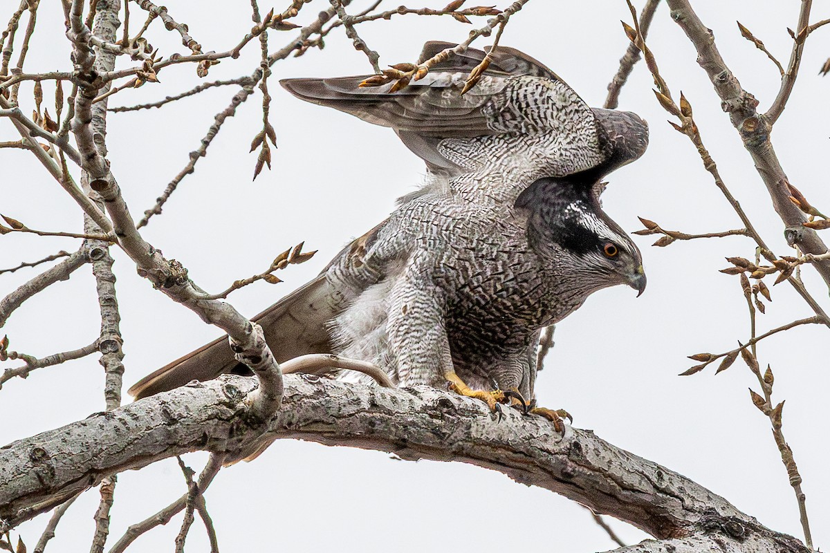 American Goshawk - ML632027619