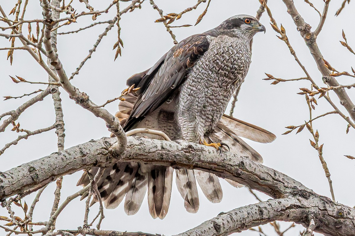 American Goshawk - ML632027620