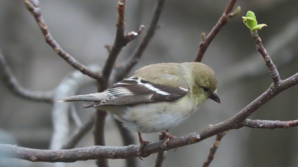 American Goldfinch - ML632027636