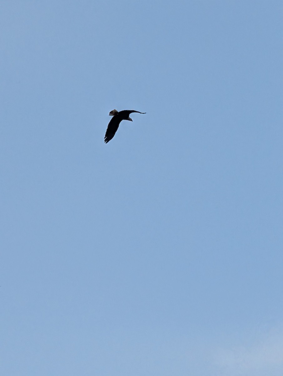 Bald Eagle - ML632027643