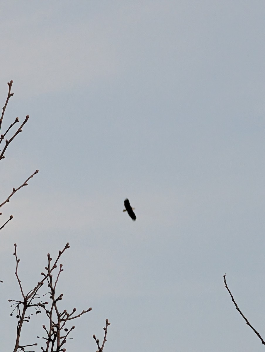 Bald Eagle - ML632027645