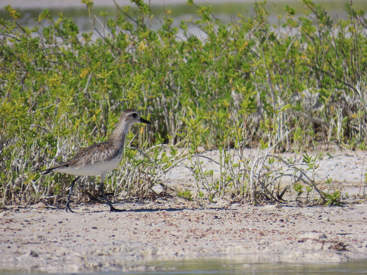 Black-bellied Plover - ML632027647